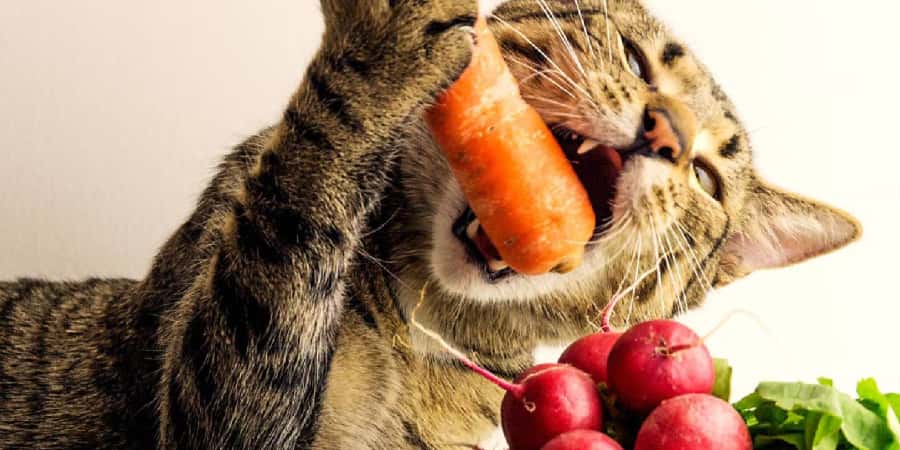 貓 西蘭花 貓可以吃小黃瓜嗎 貓 菜 貓食菜 貓咪吃紅蘿蔔 貓可以吃青瓜嗎 貓可以食西蘭花嗎 貓可以吃娃娃菜嗎 貓可以吃菜心嗎 貓 吃菜 貓 紅蘿蔔 貓吃菜 貓食紅蘿蔔 貓咪可以吃的蔬菜 貓 蔬菜 貓吃紅蘿蔔 貓食青瓜 貓 菜心 貓食菜心 貓可以吃的蔬菜水果 貓咪可以吃蘿蔔嗎 貓可以吃蔬菜嗎 貓咪吃小黃瓜 貓咪可以吃什麼蔬菜 貓菜 貓可以食菜嗎 貓咪吃菜 貓咪可以吃青菜嗎 貓咪 小黃瓜 西蘭花 貓 貓西蘭花 貓咪可以吃什麼菜 貓咪可以吃娃娃菜嗎 貓咪 紅蘿蔔 貓咪可以吃大陸妹嗎 貓 胡蘿蔔 貓咪吃青菜 貓可以吃蘿蔔嗎 貓咪可以吃蔬菜嗎 貓 蘿蔔 貓吃蔬菜 貓咪 蔬菜 貓紅蘿蔔 貓咪紅蘿蔔 貓咪可以吃黃瓜嗎 貓吃菜嗎 貓咪小黃瓜 貓可以吃什麼蔬菜 貓吃小黃瓜 紅蘿蔔 貓 貓咪可以吃的菜 貓吃白蘿蔔 貓能吃紅蘿蔔嗎 貓可以吃的菜 貓咪 蘿蔔 貓吃青菜 貓可以吃黃瓜嗎 貓咪可以吃菇類嗎 貓可以吃生菜嗎 貓能吃菜嗎 猫可以吃的蔬菜 貓 青瓜 貓咪吃青江菜 貓咪能吃紅蘿蔔嗎 貓可唔可以食紅蘿蔔 貓 食菜 貓可吃的蔬菜 貓 香菇 貓需要吃蔬菜嗎 貓咪吃花椰菜 貓可以吃南瓜嗎 猫爱吃什么 青瓜 貓 貓咪可以吃青江菜嗎 貓咪可以吃胡蘿蔔嗎 貓可以吃青江菜嗎 貓可以吃胡蘿蔔嗎 貓不能吃的蔬菜 猫可以吃什么蔬菜 貓咪可以吃白蘿蔔嗎 貓可以吃青菜嗎 貓咪吃蔬菜 貓可以吃什麼菜 猫可以吃西兰花吗 貓咪可以吃四季豆嗎 貓 青江菜 貓不能吃 貓咪蔬菜 貓能吃的蔬菜 貓咪 大陸妹 貓唔食野 貓可以吃大陸妹嗎 吃菜貓 蘭花 貓 貓可以吃白蘿蔔嗎 貓不能吃什麼 貓不能吃的食物 貓咪 青江菜 貓咪可以吃a菜嗎 貓咪可以吃香菇嗎 貓可以吃菇類嗎 貓吃胡蘿蔔 貓可以吃水蓮嗎 貓吃蘿蔔 貓 青菜 貓咪吃胡蘿蔔 猫可以吃萝卜吗 貓可以吃西蘭花嗎 貓咪可以吃的青菜 貓食蕃茄 貓咪可以吃什麼 貓咪可以吃水蓮嗎 貓食什麼 貓可以吃a菜嗎 蘭花貓咪 貓 食 貓咪蘭花 貓 苦瓜 貓咪 蘭花 貓食菠菜 貓咪可以吃的蔬果 蘭花貓 貓咪怕小黃瓜 狗食翠玉瓜 貓可以吃菠菜嗎 貓食咩 貓可以食蕃茄嗎 紅蘿蔔寵物店 貓怕小黃瓜 貓咪可吃的蔬菜 菜猫 蘭花 貓咪 貓咪可以吃小番茄嗎 小黃瓜 貓 貓咪可以吃番茄嗎 貓食物 貓吃什麼會死 紅蘿蔔 寵物 貓食蘿蔔 猫菜 貓可以食咩 貓咪能吃小黃瓜嗎 草食菜貓 貓咪可以吃菠菜嗎 貓 黃瓜 貓咪 胡蘿蔔 貓咪可以吃生菜嗎 貓食生菜 貓 西洋菜 貓咪可以吃小蕃茄嗎 貓可以吃蕃茄嗎 貓可以吃什麼 貓可以吃番茄嗎 貓 蘭花 猫能吃黄瓜吗 貓咪能吃小番茄嗎 狗可以吃小黃瓜嗎 貓食飯 小黃瓜 貓咪 為什麼貓咪怕小黃瓜 貓為什麼怕小黃瓜 貓咪吃黃瓜 貓可以吃苦瓜嗎 猫食 貓 白蘿蔔 貓吃蕃茄 貓 生菜 貓 番茄 野貓吃什麼 貓食提子 蘿蔔 貓 猫可以吃什么 猫可以吃红萝卜吗 貓可以吃白菜嗎 原来是我一直都在 贝克尔街的喵 猫可以吃番茄吗 貓可以吃小番茄嗎 狗吃小黃瓜 貓食梨 貓咪可以吃蕃茄嗎 貓吃什麼 貓吃番茄 貓 蕃茄 貓咪 番茄 貓 食物 狗可以吃紅蘿蔔嗎 貓咪為什麼怕小黃瓜 养宠物的故事 素心清浅 猫可以吃黄瓜吗 貓可以食生菜嗎 貓可以食粟米嗎 貓咪吃白蘿蔔 貓咪能吃番茄嗎 貓吃生菜 貓咪可以吃番茄 貓 不能吃 狗可以吃青江菜嗎 狗狗可以吃青江菜嗎 貓能吃什麼 狗食青瓜 貓咪可以吃豆腐嗎 狗可以吃小黃瓜 貓番茄 貓 唔食野 狗狗可以吃小黃瓜嗎 貓可以吃什麼肉 貓吃什麼肉最好 幼貓可以吃什麼 貓可以吃花椰菜嗎 貓咪可以吃地瓜嗎 貓喵堡 猫可以吃南瓜吗 猫可以吃薯条吗 貓可以吃玉米嗎 貓可以吃玉米筍嗎 貓可以吃芋頭嗎 貓可以吃起司嗎 貓可以吃鮭魚嗎 貓咪 黃瓜 貓咪可以吃玉米嗎 貓咪可以吃玉米筍嗎 貓吃地瓜葉 為什麼貓怕小黃瓜 貓吃苦瓜 皇家飼料問題 貓可以吃苦瓜 吃 菜 貓 貓可唔可以食梨 貓咪可以吃苦瓜嗎 猫能吃萝卜吗 貓咪可以吃白菜嗎 貓咪可以吃秋葵嗎 貓貓可以吃什麼 苦瓜 貓 猫可以吃生菜吗 貓咪吃菠菜 貓唔可以食咩 貓咪可以吃蕃茄嗎？ 貓咪吃蕃茄 貓貓蘭花球真假 貓可以吃香菜嗎 貓能吃番茄嗎 fussie cat 貓 罐頭 好 唔 好 番茄貓咪可以吃嗎 貓貓蘭花球是真的嗎 狗西蘭花份量 狗可以吃四季豆嗎 狗狗可以吃大黃瓜嗎 猫吃什么最健康 貓可以吃番茄 猫可以吃西红柿吗 貓咪吃小番茄 貓咪吃番茄 貓咪 小番茄 狗能吃小黃瓜嗎 小猫可以吃什么 貓咪 蕃茄 貓蘭花 狗狗吃青江菜 貓蕃茄 貓咪番茄 狗可以吃菜頭嗎 狗 青江菜 番茄 貓 狗狗不可以吃的蔬菜 貓可以吃木瓜嗎 貓咪不能吃什麼 狗食菜 猫不能吃什么 貓能吃蛋白嗎 狗狗吃小黃瓜 貓可以吃飯嗎 狗 狗 可以吃紅蘿蔔嗎 狗狗能吃紅蘿蔔嗎 貓可以吃櫻桃嗎 貓 食 粟米 公貓發情 我主道法 喵咪爱吃鱼和瓜 狗 狗 玉米筍 料理 狗可以吃生的紅蘿蔔嗎 狗能吃cheese吗 猫可以吃胡萝卜吗 猫能吃土豆吗 貓 芋頭 貓 芒果 貓 西芹 貓 香蕉 貓可以吃毛豆嗎 貓吃馬鈴薯 貓咪 地瓜葉 貓咪 花椰菜 貓咪 菠菜 貓咪可以吃水煮蛋嗎 貓咪可以吃火腿嗎 貓咪可以吃糖嗎 貓咪可以吃蘿蔔糕嗎 貓咪可以吃香蕉嗎 貓咪可以吃魷魚絲嗎 貓咪吃生肉 貓咪吃香蕉 貓咪花椰菜 貓咪鮮食食譜 猫吃胡萝卜 皇家貓飼料推薦 貓 地瓜葉 貓可以吃地瓜葉嗎 貓咪吃南瓜泥 貓怕黃瓜 水菜 猫 蘋果貓可以吃嗎 貓咪吃苦瓜 貓小黃瓜ptt 鹿肉的做法 貓吃表飛鳴 貓 高麗菜 貓咪吃蘿蔔 青瓜 紅蘿蔔 貓咪 自製貓咪鮮食 貓可以吃青椒嗎 貓咪可以吃豆芽菜嗎 貓泌尿處方飼料推薦 猫能吃胡萝卜吗 貓伴四季 貓可以吃小白菜嗎 貓可以吃秋葵嗎 猫咪可以吃黄瓜吗 西沙貓咪可以吃嗎 貓可唔可以食粟米 貓有咩唔食得 狗狗吃小黃瓜要削皮嗎 貓咪可以吃蝦子嗎 貓咪吃魷魚絲 貓咪配色表 猫可以吃苦瓜吗 幼貓可以吃奇異果嗎 貓咪可以吃茼蒿嗎 狗食油麥菜 貓咪可以吃蕃茄 狗可以吃芥蘭菜嗎 貓能吃豬肉嗎 fussie cat貓罐頭好唔好 狗青瓜 貓 吃 貓 茼蒿 狗狗能吃菜心嗎 狗食菜心 狗食西洋菜 時令貓 蘇卡達可以吃紅蘿蔔嗎 貓 不能 吃 狗可以吃三色豆嗎 狗吃青江菜 過貓不能跟什麼一起吃 幼貓唔食野 狗可以吃紅蘿蔔 狗可以吃西洋菜嗎 狗可以吃青豆嗎 貓 梨 貓可以吃番薯嗎 猫能吃番茄吗 蘭花對貓有害嗎 狗可以吃大黃瓜嗎 貓可以吃高麗菜嗎 白貓洗衣液好唔好 蘭花對貓有毒嗎 狗需要吃蔬菜嗎 蕃茄 貓 貓咪可以吃高麗菜嗎 翠玉瓜不能和什麼一起吃 貓咪不能吃的食物 貓唔食野原因 貓梨 番茄 貓咪 番茄貓 小狗可以吃小黃瓜嗎 狗小黃瓜 貓 不能吃什麼 貓不可以吃什麼 青江菜 香港 貓咪可以吃木瓜嗎 狗吃菜頭 翠玉瓜有毒 貓可以吃馬鈴薯嗎 貓咪可以吃的食物 貓咪可以吃酪梨嗎 狗可以吃白蘿蔔嗎 狗狗不能吃的蔬菜 貓可以吃豆腐嗎 貓草 幾歲可以吃 貓食南瓜 小狗可以吃紅蘿蔔嗎 自然派零食專門店 貓食生果 小貓可以吃什麼 狗可以吃黃瓜嗎 狗吃紅蘿蔔 貓咪可以吃奇異果嗎 小黃瓜狗狗可以吃嗎 狗能吃黃瓜嗎 貓咪可以吃的植物 貓食雞肉 貓咪可以吃花椰菜嗎 狗能吃紅蘿蔔嗎 貓 南瓜 貓南瓜 貓咪 不能吃 貓咪吃南瓜 貓可以吃地瓜嗎 貓貓蘭花 狗狗可以吃紅蘿蔔嗎 貓不能吃的東西 猫吃什么会死 貓食水果 貓咪可以吃馬鈴薯嗎 貓可以吃蘋果嗎 貓咪可以吃狗飼料嗎 貓咪可以吃花生嗎 貓吃甚麼 貓可以吃冰的嗎 貓 生果 貓能吃的水果 貓咪吃什麼 貓一天吃多少乾糧