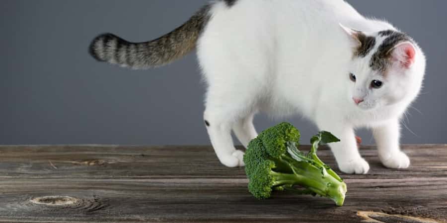 貓 菜, 貓可以吃小黃瓜嗎, 貓 西蘭花, 貓咪吃紅蘿蔔, 貓食菜