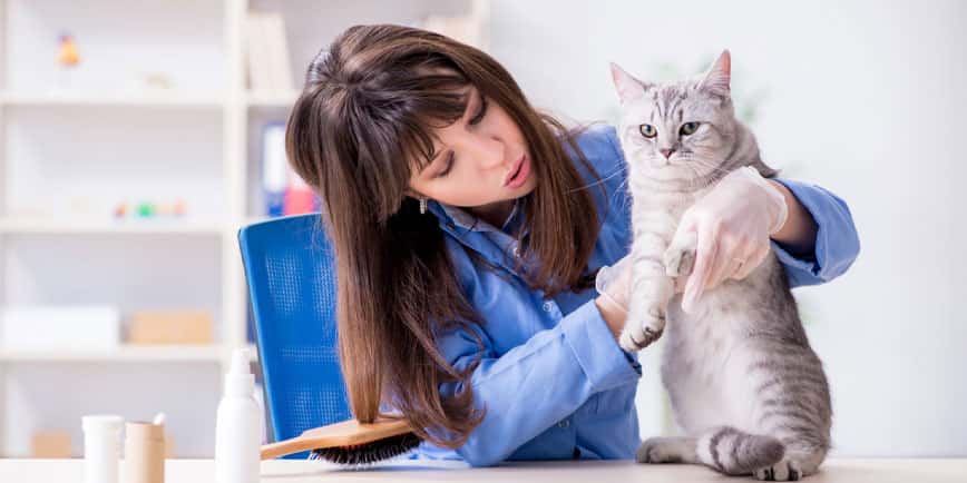 貓癬成因-貓癬症狀-貓癬治療-PetChill-FrontlnePlus貓