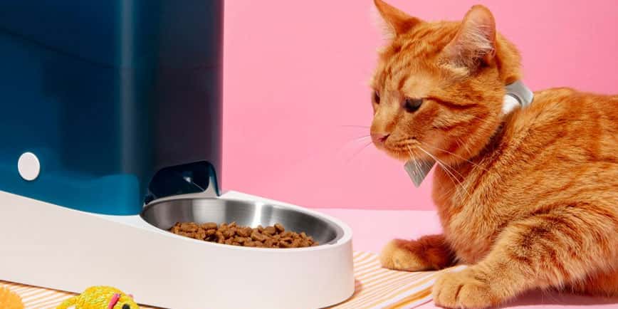 2025貓糧推薦 - 香港貓糧推薦 - 貓糧比較 - PetChill貓糧