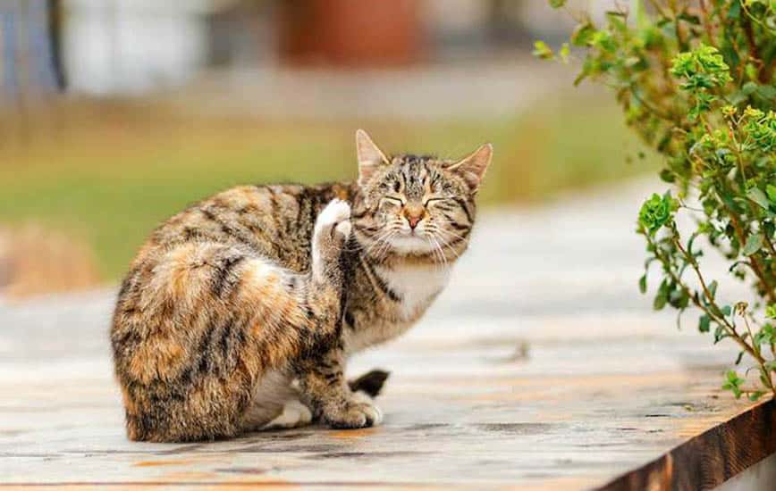 貓耳蟎 - 貓耳蟎藥水 - 貓咪耳癢癢 - PetChill HK