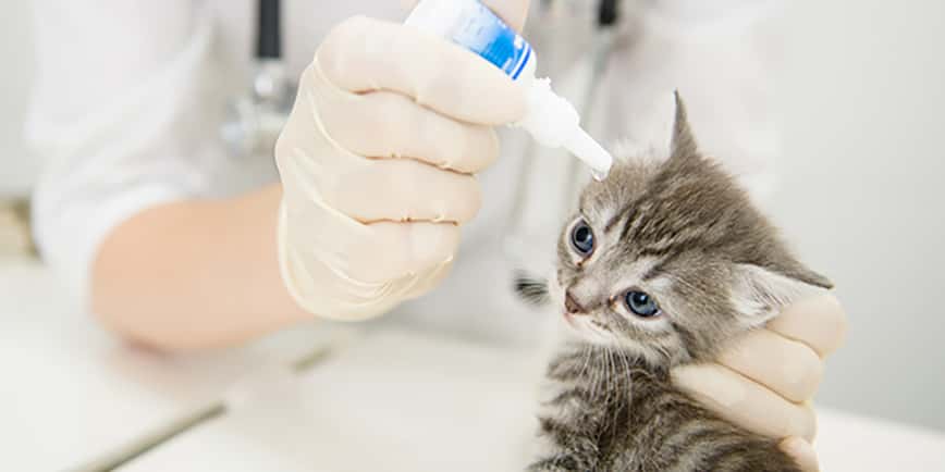 貓耳蟎藥水 - 貓耳蟎原因 - 貓耳朵咖啡色分泌物 - 貓耳蟎症狀 - PetChill 寵物店