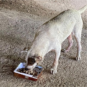 Pet Supplies Cat Food Cat Litter Dog Food Dog Diapers - Lowest Price, Most Complete Selection - Cat and Dog Volunteers, Stray Cats and Dogs 3