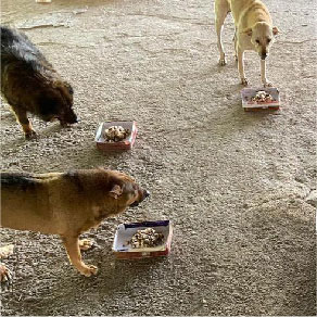 Pet Supplies Cat Food Cat Litter Dog Food Dog Diapers - Lowest Price, Most Complete Selection - Cat and Dog Volunteers, Stray Cats and Dogs 4